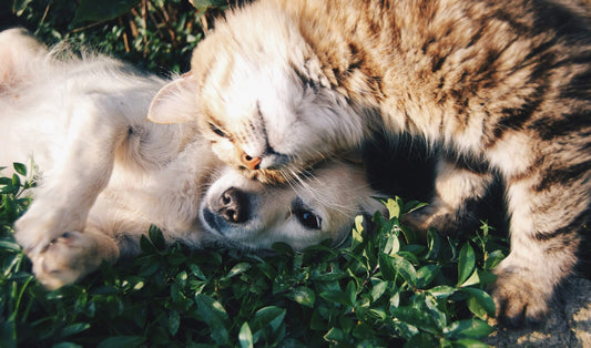 Managing pet anxiety: How L-theanine can help